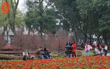 Hà Nội trang trí đèn, hoa trang nhã đón Tết Nguyên đán 2018